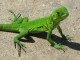 small_green_lizard_1280x960-HMP